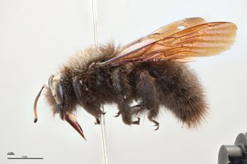 Media type: image;   Entomology 810634 Aspect: habitus lateral view